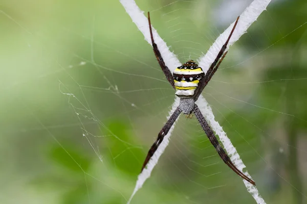 Pear-shaped Opadometa fastigata P2090844, This spider has t…