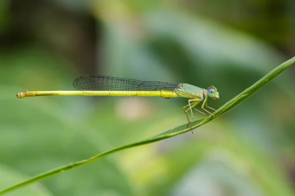 Изображение Ceriagrion coromandelianum dragonfly (male) на зеленом le — стоковое фото