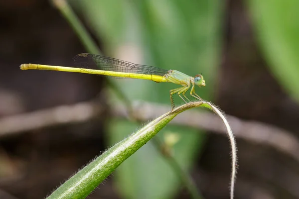 녹색 르에 Ceriagrion coromandelianum 잠자리 (남자)의 이미지 — 스톡 사진