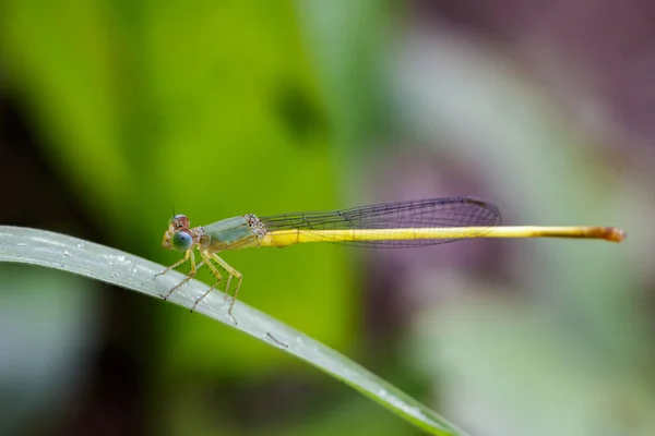 Obraz Ceriagrion coromandelianum ważki (mężczyzna) na zielony le — Zdjęcie stockowe