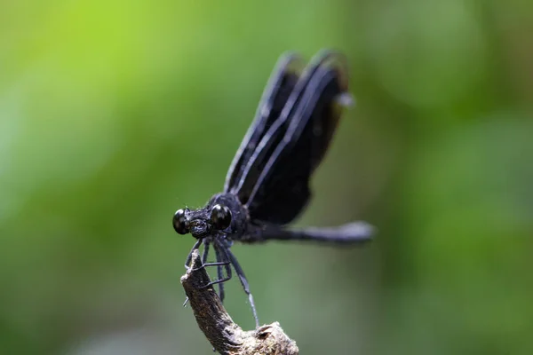 Foto van Euphaea Masoni Dragonfly op droge takken natuur achterop — Stockfoto