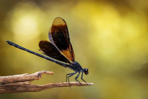 Bild der Euphaea masoni Libelle auf trockenen Zweigen auf dem Rücken der Natur — Stockfoto