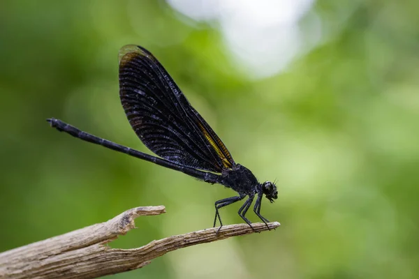 Изображение Euphaea Masoni Dragonfly на сухих ветвях на спине — стоковое фото