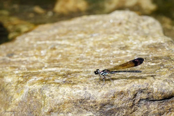 Image of Common Blue Jewel Dragonfly (Helioeypha biforata) on th — Stock Photo, Image