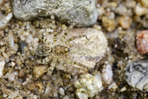 Image of River Huntress Spiders (Venatrix arenaris) on the rock. — Stock Photo, Image