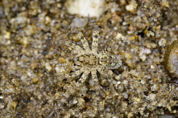 Kép a folyó Vadásznő pókok (Venatrix arenaris) a homok. — Stock Fotó