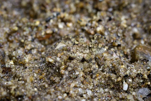 Nehir avcı örümcekler (Venatrix arenaris) görüntü kum üzerinde.