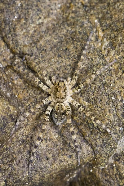 Foto van rivier Huntress spinnen (Venatrix arenaris) op de rots. — Stockfoto