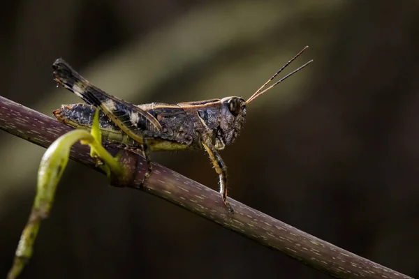 Imagen de saltamontes marrón (Acrididae) sobre ramas secas. Un insecto —  Fotos de Stock