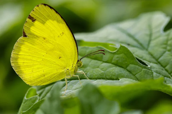 安德森的草黄色蝴蝶 （Eurema 云南的形象 — 图库照片