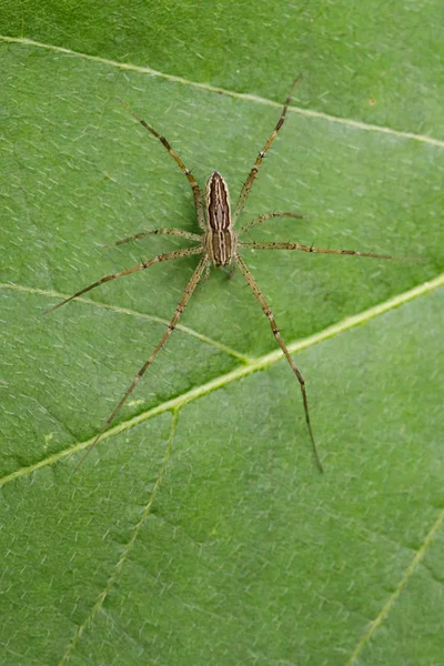 Изображение четырехпятнистого паука-питомника (Sphedanus quadrimacula — стоковое фото