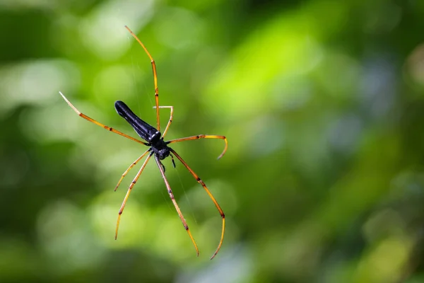 图像的黑蜘蛛蜘蛛 （Nephila 大头 Doleschall，185 — 图库照片