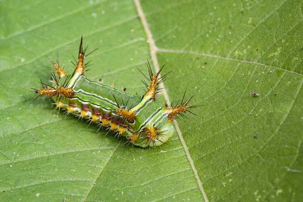 ஸ்டிங் நெட்ல் ஸ்லக் பூண்டு (Cup Moth, Limacodidae) இன் படம் — ஸ்டாக் புகைப்படம்