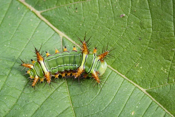 Imagem de urtiga Slug lagarta (mariposa Cup, Limacodidae — Fotografia de Stock