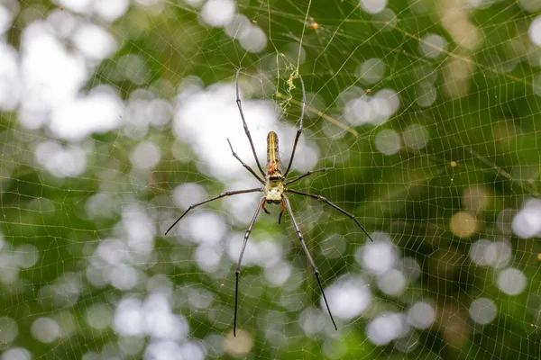 Imagen de Spider Nephila Maculata, Gaint Tejedor de orbe de mandíbula larga (f — Foto de Stock