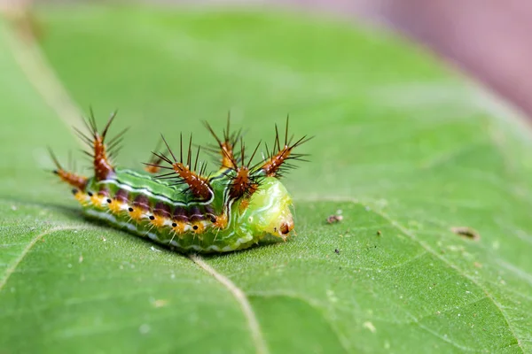 Isırgan otu Slug Caterpillar (Kupası güve, Limacodidae görüntü — Stok fotoğraf