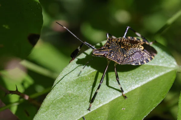 Imagen de insecto apestoso (Eocanthecona furcellata) sobre hojas verdes. Yo... — Foto de Stock