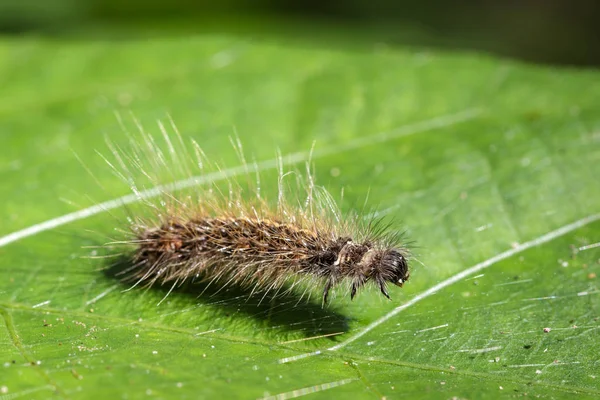 Kıllı caterpillar (Eupterote testacea) yeşil yaprakları üzerinde görüntü.