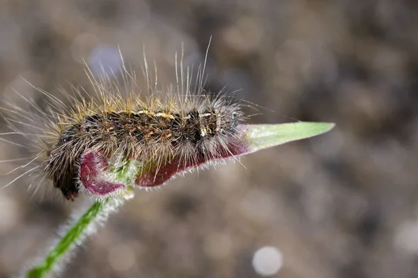 Bild der behaarten Raupe (Eupterote testacea) auf grünen Blättern. — Stockfoto