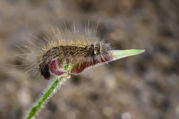 Imagem de lagarta peluda (Eupterote testacea) em folhas verdes. — Fotografia de Stock