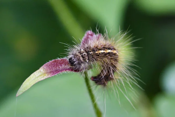 Immagine di bruco peloso (Eupterote testacea) su foglie verdi . — Foto Stock