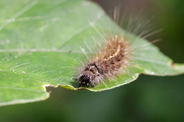 Immagine di bruco peloso (Eupterote testacea) su foglie verdi . — Foto Stock