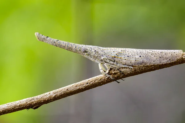 Image of lantern bug or zanna sp on the branches on a natural ba — Stock Photo, Image