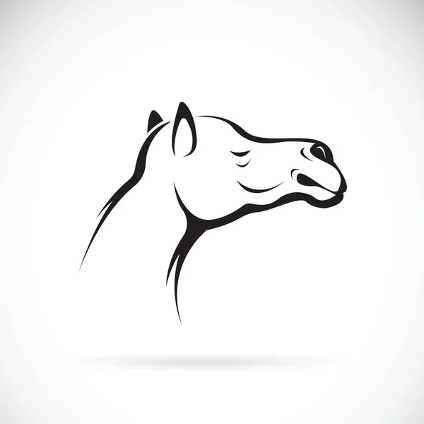 Διάνυσμα κεφαλής καμήλας σε λευκό φόντο, άγρια ζώα. — Διανυσματικό Αρχείο