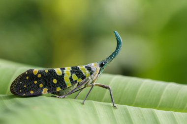 Pyrops viridirostris (Westwood, 1848) yeşil yaprakları üzerinde görüntü. 