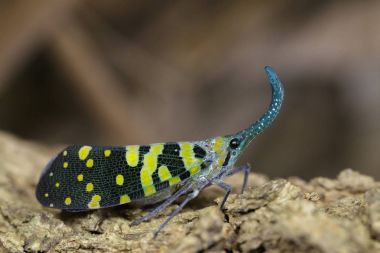 Pyrops viridirostris (Westwood, 1848) doğa backgro üzerinde görüntü