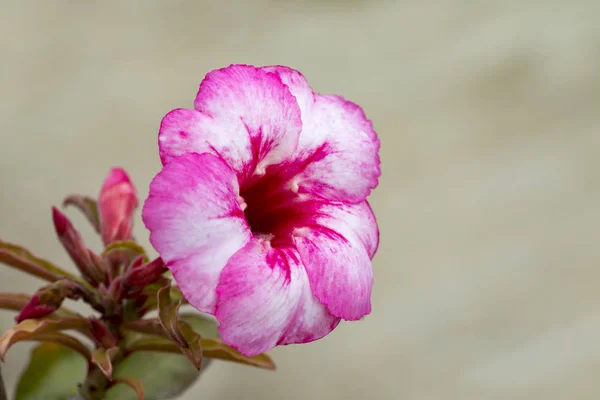 Afbeelding van een mooie roze azalea bloemen in de tuin. (Woestijnroos — Stockfoto