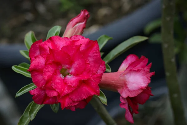 Image of a beautiful red azalea flowers in the garden. (Adenium) — Stock Photo, Image
