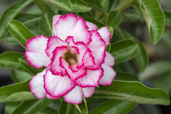 Image of a beautiful pink azalea flowers in the garden. (Adenium — Stock Photo, Image