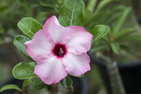 Afbeelding van een mooie roze azalea bloemen in de tuin. (Woestijnroos — Stockfoto