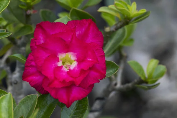 정원에서 아름 다운 붉은 진달래 꽃의 이미지. (Adenium) — 스톡 사진