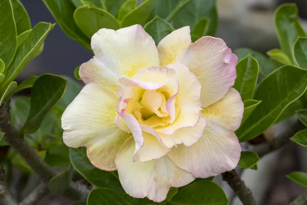 Image of a beautiful azalea flowers in the garden. (Adenium) — Stock Photo, Image