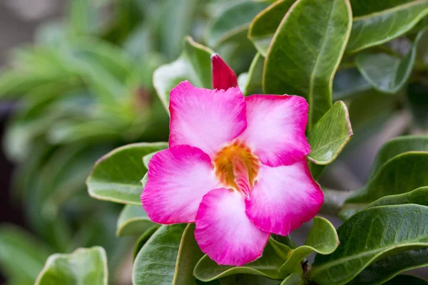 Imagem de uma bela azálea rosa flores no jardim. (Adenium — Fotografia de Stock