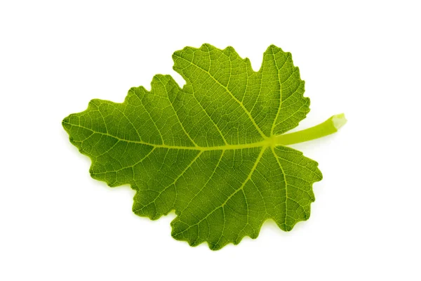 Afbeelding van een groene blad op een witte achtergrond. — Stockfoto