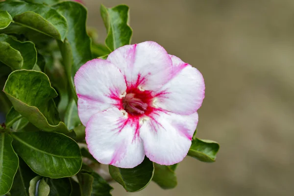 花园里的美丽的粉红色杜鹃花花的形象。（夹竹桃 — 图库照片