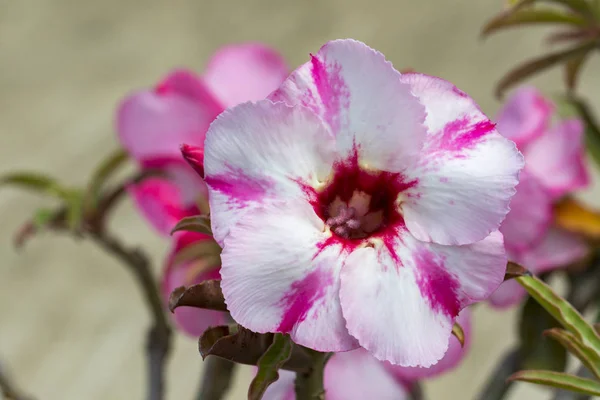 Imagem de uma bela azálea rosa flores no jardim. (Adenium — Fotografia de Stock