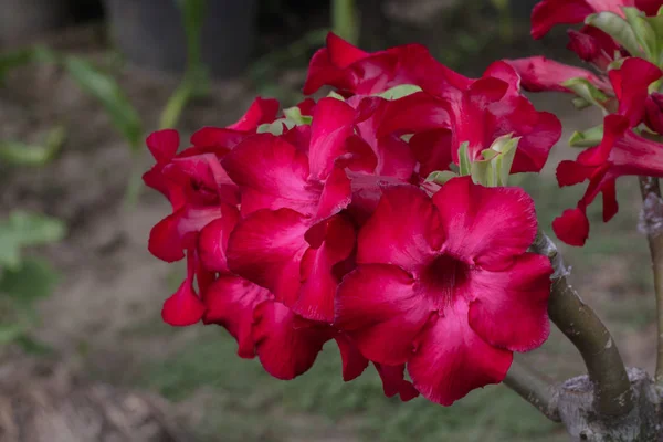 Image of a beautiful red azalea flowers in the garden. (Adenium) — Stock Photo, Image
