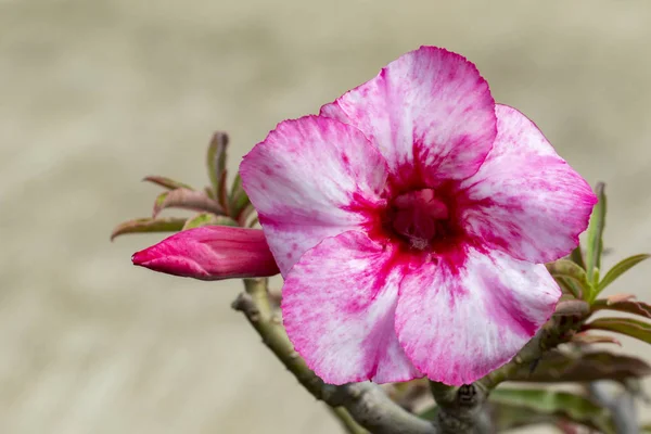 Afbeelding van een mooie roze azalea bloemen in de tuin. (Woestijnroos — Stockfoto