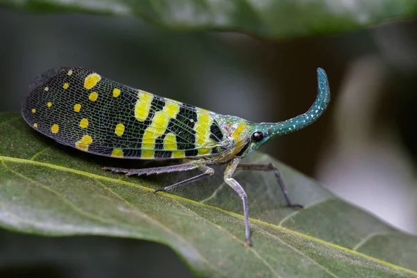 Foto van Pyrops viridirostris (Westwood, 1848) op groene bladeren. — Stockfoto