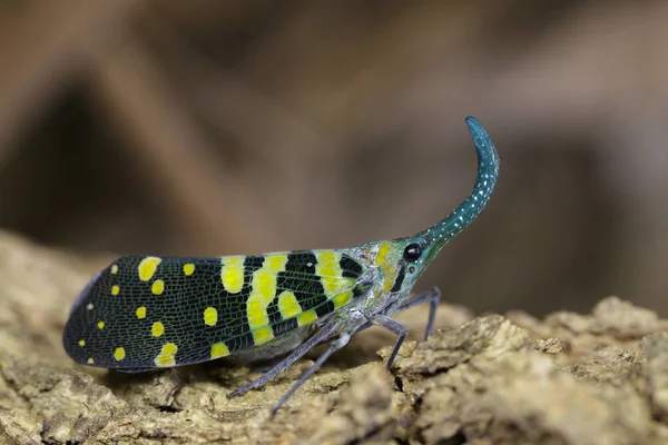 Obraz Pyrops viridirostris (Westwood, 1848) na backgro charakter — Zdjęcie stockowe