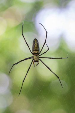 Örümcek Nephila Maculata, adet uzun çeneli Orb-weaver içinde görüntü