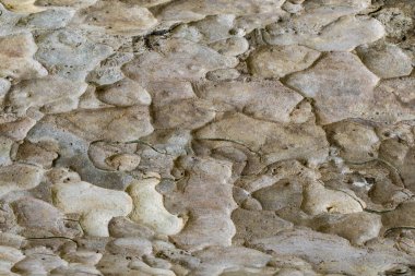 Ahşap doku doğal desenler, arka plan eski panelleri, b