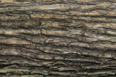 Ahşap doku doğal desenler, arka plan eski panelleri, b