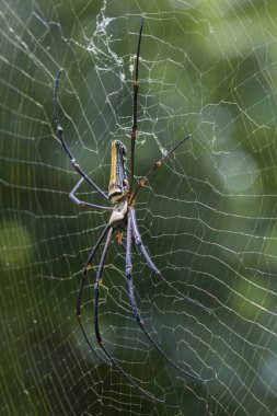 Örümcek Nephila Maculata, adet uzun çeneli Orb-weaver içinde görüntü