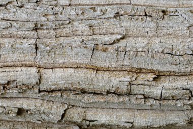 Ahşap doku doğal desenler, arka plan eski panelleri, b