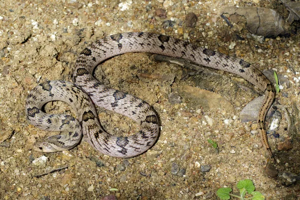 Wizerunek wąż banded kukri (Oligodon fasciolatus) na ziemi. — Zdjęcie stockowe